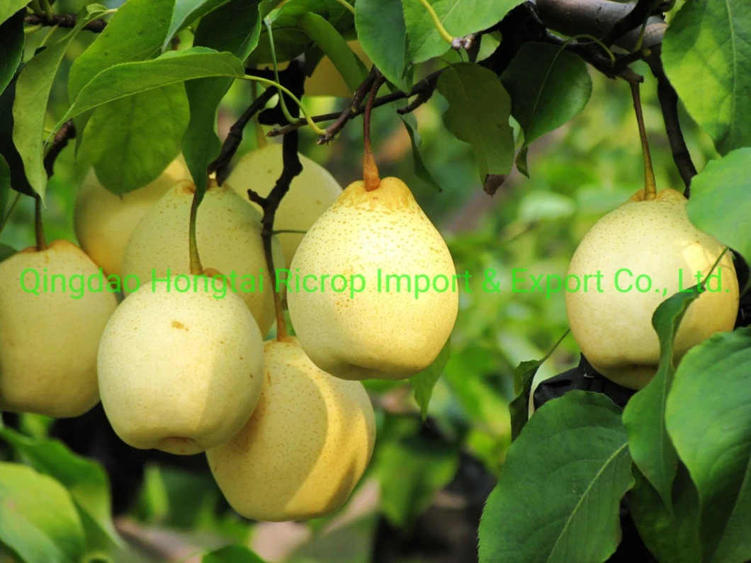 2022 New Crop Fresh Fruit Chinese Fresh Nashi Pear