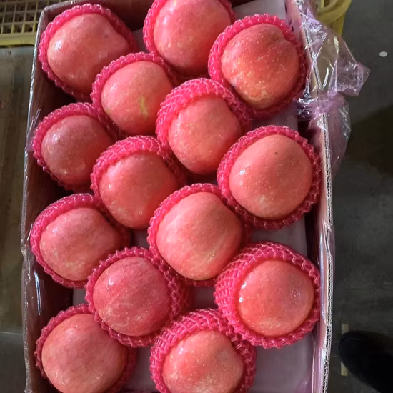 Frutta cinese di vendita calda di alta qualità, mela FUJI fresca e rossa