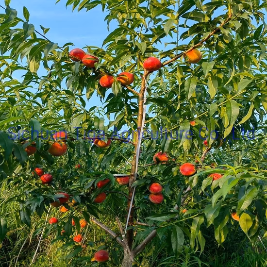 Vendita calda deliziosa frutta estiva fresca ciambella dolce pesca